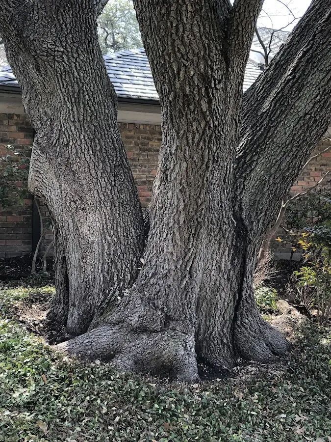 Mature heritage tree close to a Luray property cared for by certified arborists
